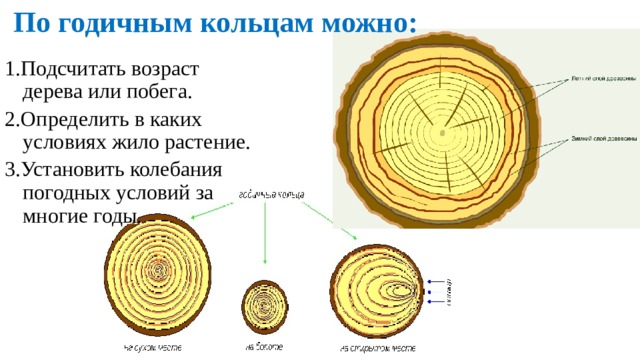По годичным кольцам можно: 1.Подсчитать возраст дерева или побега. 2.Определить в каких условиях жило растение. 3.Установить колебания погодных условий за многие годы. 