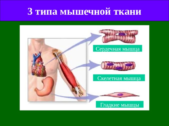 3 типа мышечной ткани Сердечная мышца Скелетная мышца Гладкие мышцы 