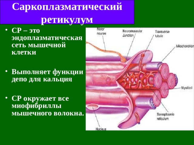 Саркоплазматический ретикулум СР – это эндоплазматическая сеть мышечной клетки  Выполняет функции депо для кальция  СР окружает все миофибриллы мышечного волокна . 