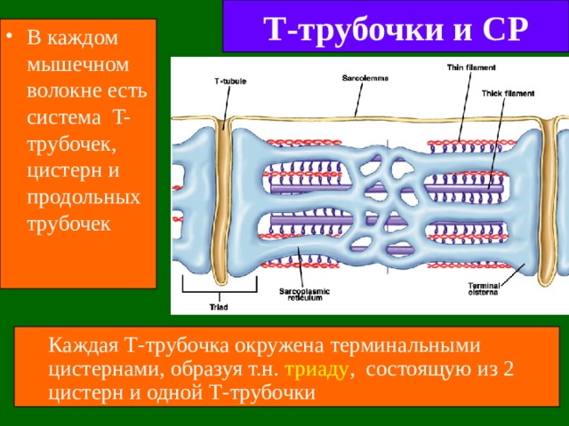 Т-трубочки и СР В каждом мышечном волокне есть система T- трубочек, цистерн и продольных трубочек Каждая Т-трубочка окружена  терминальными цистернами, образуя т.н. триаду ,  состоящую из 2 цистерн и одной Т-трубочки Каждая Т-трубочка окружена  терминальными цистернами, образуя т.н. триаду ,  состоящую из 2 цистерн и одной Т-трубочки 