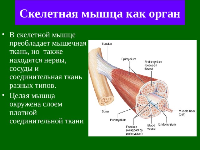 Скелетная мышца как орган В скелетной мышце преобладает мышечная ткань, но  также находятся нервы,  сосуды и соединительная ткань разных типов . Целая мышца окружена слоем плотной соединительной ткани 