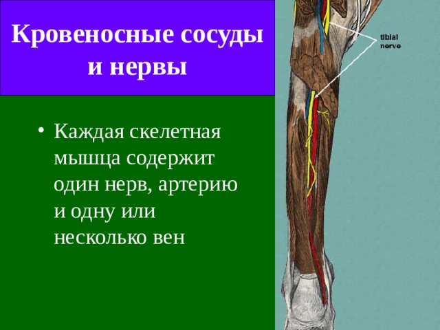 Кровеносные сосуды и нервы Каждая скелетная мышца содержит  один нерв, артерию и одну или несколько вен  