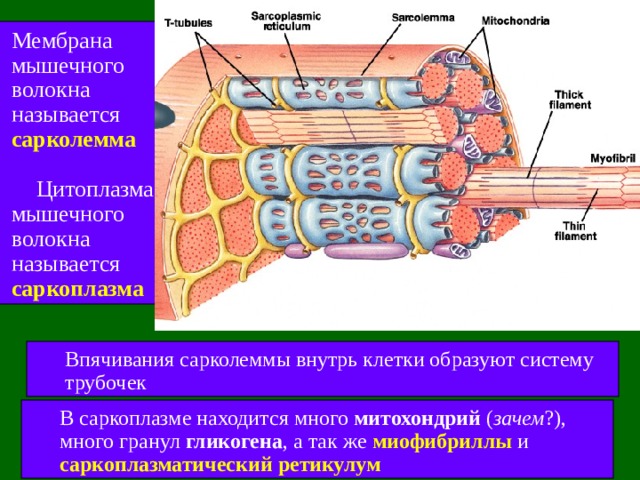  Мембрана мышечного волокна называется сарколемма    Цитоплазма мышечного волокна называется саркоплазма Впячивания сарколеммы внутрь клетки образуют систему трубочек Впячивания сарколеммы внутрь клетки образуют систему трубочек В саркоплазме находится много митохондрий ( зачем ?), много гранул гликогена , а так же миофибриллы и саркоплазматический ретикулум В саркоплазме находится много митохондрий ( зачем ?), много гранул гликогена , а так же миофибриллы и саркоплазматический ретикулум 