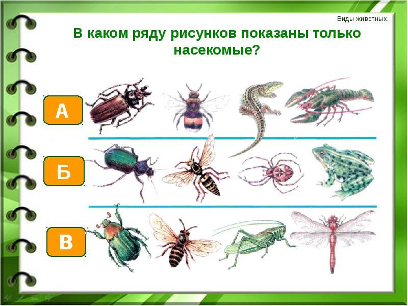 Рисунок насекомого 1 класс окружающий мир