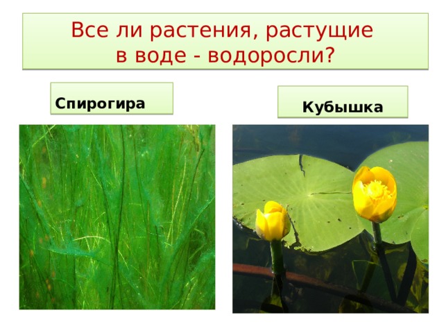 Все ли растения, растущие  в воде - водоросли?  Спирогира Кубышка 