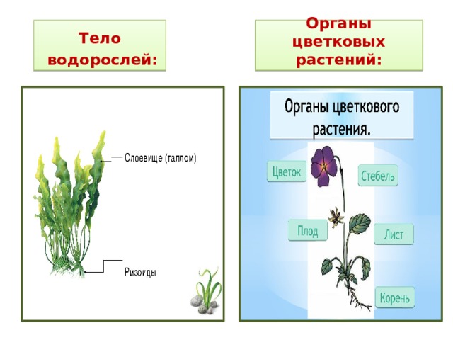 Тело Органы цветковых растений:  водорослей: 