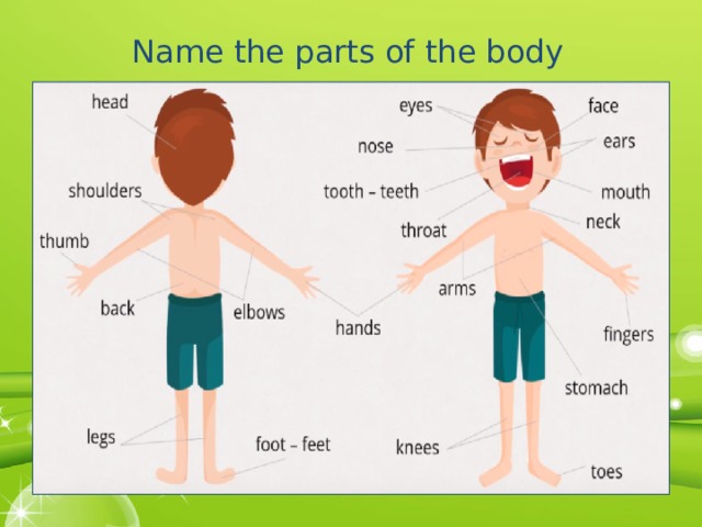 Name the parts of the body 