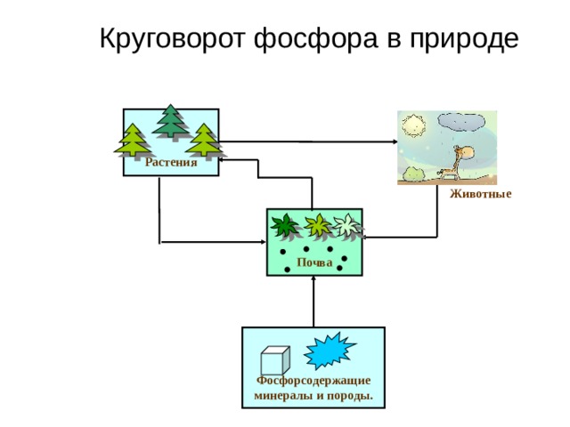 Круговорот фосфора картинки