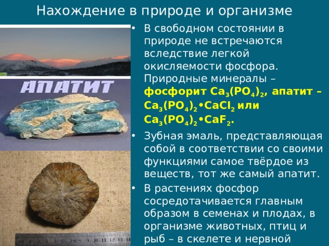 Нахождение в природе и организме В свободном состоянии в природе не встречаются вследствие легкой окисляемости фосфора. Природные минералы – фосфорит Сa 3 (РО 4 ) 2 , апатит – Сa 3 (РО 4 ) 2 •СaCI 2  или Сa 3 (РО 4 ) 2 •СaF 2 . Зубная эмаль, представляющая собой в соответствии со своими функциями самое твёрдое из веществ, тот же самый апатит. В растениях фосфор сосредотачивается главным образом в семенах и плодах, в организме животных, птиц и рыб – в скелете и нервной ткани. В среднем тело человека содержится около 1,5 кг фосфора, из которых около 1,4 кг приходится на кости. 
