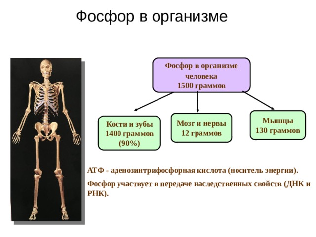 Фосфор в организме Фосфор в организме  человека  1500 граммов Мышцы 130 граммов Мозг и нервы 12 граммов  Кости и зубы 1400 граммов (90%)  АТФ - аденозинтрифосфорная кислота (носитель энергии). Фосфор участвует в передаче наследственных свойств (ДНК и РНК). 