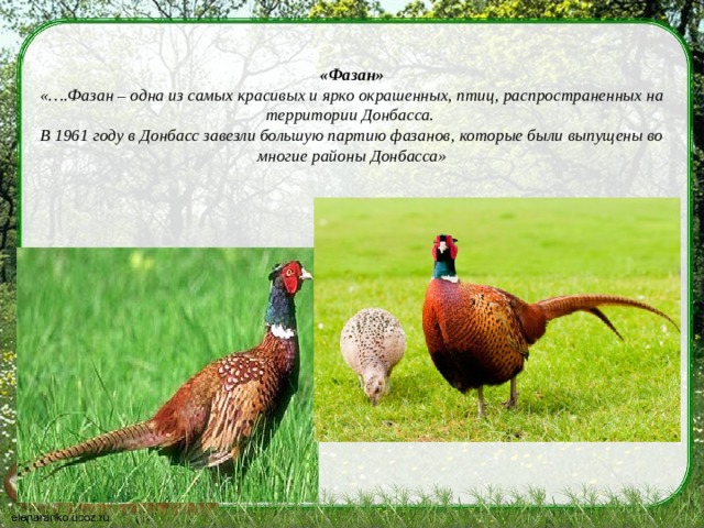  «Фазан»  «….Фазан – одна из самых красивых и ярко окрашенных, птиц, распространенных на территории Донбасса.  В 1961 году в Донбасс завезли большую партию фазанов, которые были выпущены во многие районы Донбасса»    