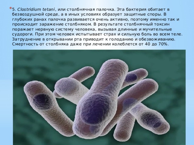 Столбнячный токсин. Столбнячная палочка Clostridium tetani. Бактерии столбнячной палочки и Сенной палочки относят к группе. Тетани бактерии. Опасные бактерии.