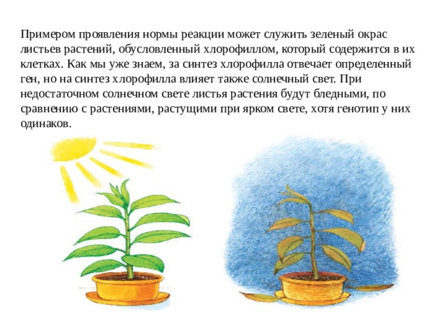 Примером проявления нормы реакции может служить зеленый окрас листьев растений, обусловленный хлорофиллом, который содержится в их клетках. Как мы уже знаем, за синтез хлорофилла отвечает определенный ген, но на синтез хлорофилла влияет также солнечный свет. При недостаточном солнечном свете листья растения будут бледными, по сравнению с растениями, растущими при ярком свете, хотя генотип у них одинаков. 