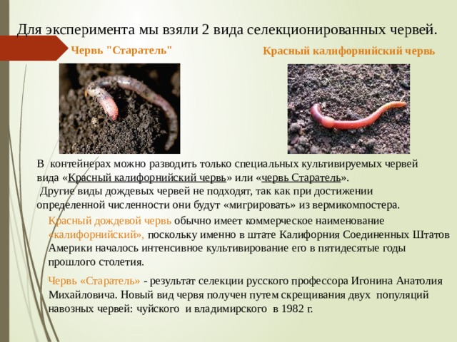 Выращивание червей в домашних условиях: цель и преимущества