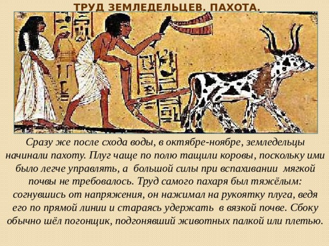 Труд земледельцев. Пахота. Сразу же после схода воды, в октябре-ноябре, земледельцы начинали пахоту. Плуг чаще по полю тащили коровы, поскольку ими было легче управлять, а большой силы при вспахивании мягкой почвы не требовалось. Труд самого пахаря был тяжёлым: согнувшись от напряжения, он нажимал на рукоятку плуга, ведя его по прямой линии и стараясь удержать в вязкой почве. Сбоку обычно шёл погонщик, подгонявший животных палкой или плетью. 