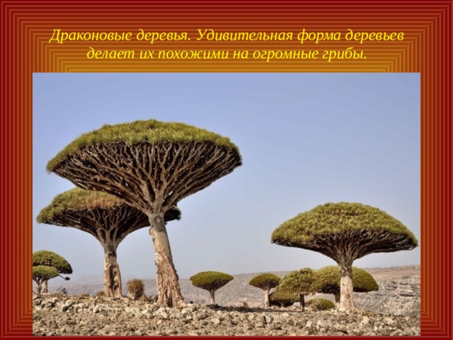 Драконовые деревья. Удивительная форма деревьев делает их похожими на огромные грибы. 