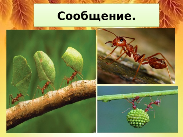 Сообщение. 