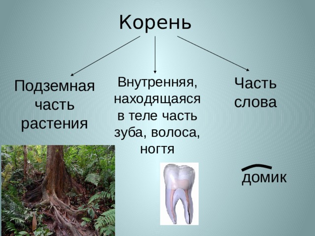 Корень Внутренняя, находящаяся в теле часть зуба, волоса, ногтя Часть слова Подземная часть растения домик  