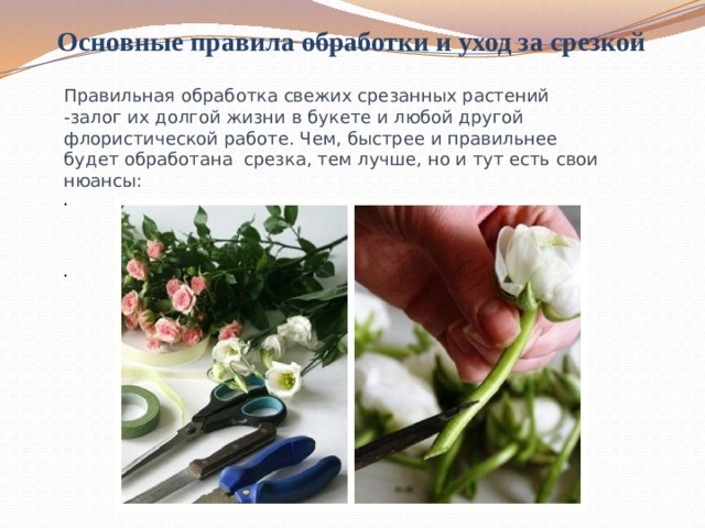Основные правила обработки и уход за срезкой Правильная обработка свежих срезанных растений -залог их долгой жизни в букете и любой другой флористической работе. Чем, быстрее и правильнее будет обработана срезка, тем лучше, но и тут есть свои нюансы: . . 
