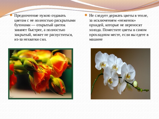 Предпочтение нужно отдавать цветам с не полностью раскрытыми бутонами — открытый цветок завянет быстрее, а полностью закрытый, может не распуститься, из-за нехватки сил. Не следует держать цветы в тепле, за исключением «неженок» орхидей, которые не переносят холода. Поместите цветы в самом прохладном месте, если вы едете в машине 
