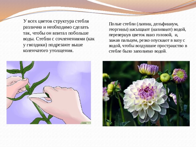  У всех цветов структура стебля различна и необходимо сделать так, чтобы он впитал побольше воды. Стебли с сочленениями (как у гвоздики) подрезают выше коленчатого утолщения.  Полые стебли (люпин, дельфиниум, георгины) насыщают (наливают) водой, перевернув цветок вниз головой,  и, зажав пальцем, резко опускают в вазу с водой, чтобы воздушное пространство в стебле было заполнено водой . 