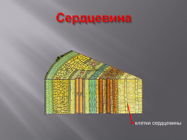 Самое большое количество питательных веществ запасают в стебле клетки сердцевины. Сердцевина образована крупными клетками, которые имеют тонкие оболочки. Клетки расположены рыхло. клетки сердцевины 10 