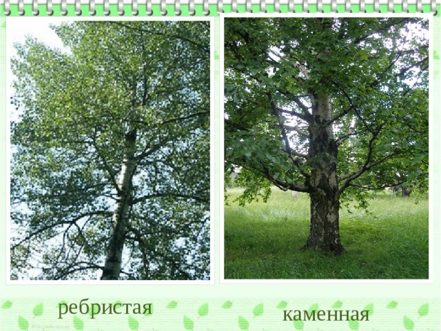 ребристая каменная 