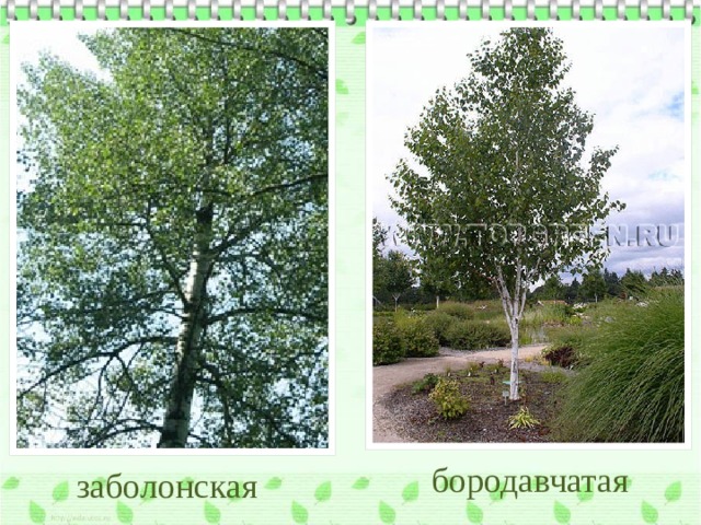 бородавчатая заболонская 