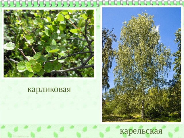 карликовая карельская 