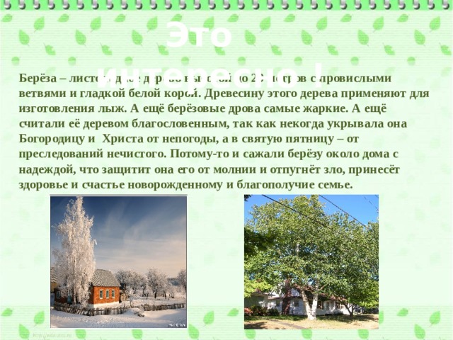 Это интересно ! Берёза – листопадное дерево высотой до 20 метров с провислыми ветвями и гладкой белой корой. Древесину этого дерева применяют для изготовления лыж. А ещё берёзовые дрова самые жаркие. А ещё считали её деревом благословенным, так как некогда укрывала она Богородицу и Христа от непогоды, а в святую пятницу – от преследований нечистого. Потому-то и сажали берёзу около дома с надеждой, что защитит она его от молнии и отпугнёт зло, принесёт здоровье и счастье новорожденному и благополучие семье. 