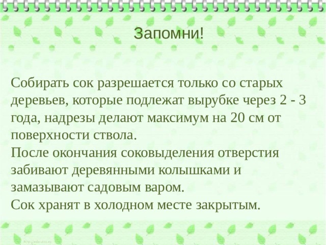 Запомни! Собирать сок разрешается только со старых деревьев, которые подлежат вырубке через 2 - 3 года, надрезы делают максимум на 20 см от поверхности ствола. После окончания соковыделения отверстия забивают деревянными колышками и замазывают садовым варом. Сок хранят в холодном месте закрытым. 