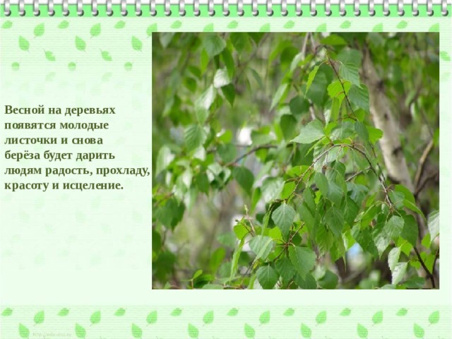 Весной на деревьях появятся молодые листочки и снова берёза будет дарить людям радость, прохладу, красоту и исцеление. 