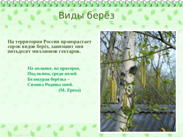 Виды берёз На территории России произрастает сорок видов берёз, занимают они пятьдесят миллионов гектаров. На полянке, на пригорке, Под окном, среди полей Белокурая берёзка – Символ Родины моей.  (М. Ероха) 