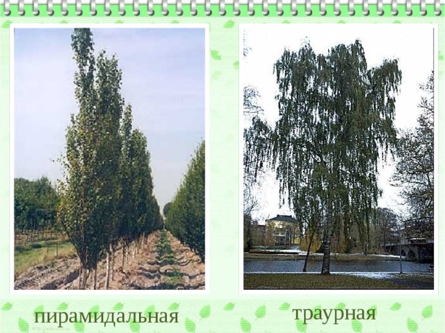 траурная пирамидальная 