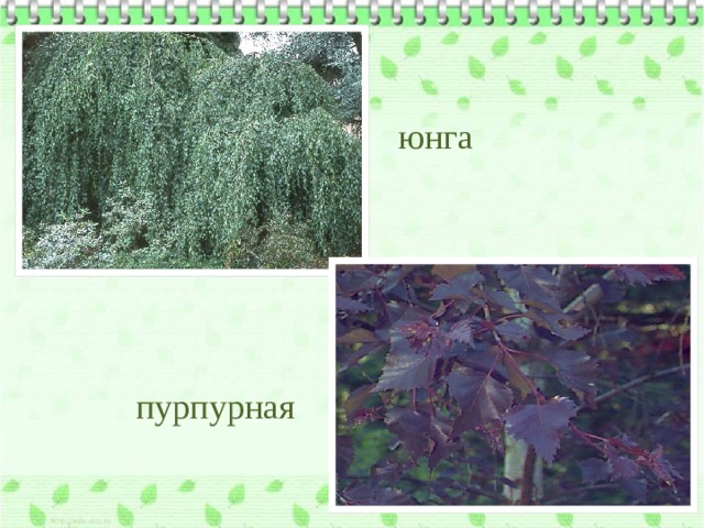 юнга пурпурная 