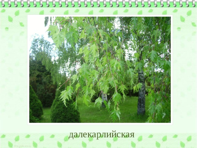 далекарлийская 