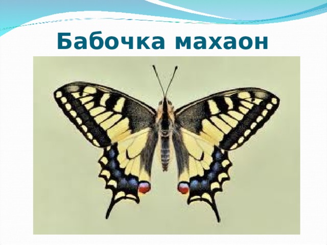 Бабочка махаон 