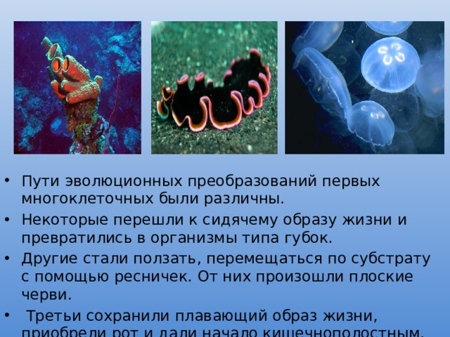 Пути эволюционных преобразований первых многоклеточных были различны. Некоторые перешли к сидячему образу жизни и превратились в организмы типа губок. Другие стали ползать, перемещаться по субстрату с помощью ресничек. От них произошли плоские черви.  Третьи сохранили плавающий образ жизни, приобрели рот и дали начало кишечнополостным. 