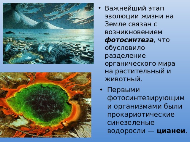 Важнейший этап эволюции жизни на Земле связан с возникновением фотосинтеза , что обусловило разделение органического мира на растительный и животный. Первыми фотосинтезирующими организмами были прокариотические синезеленые водоросли — цианеи . 