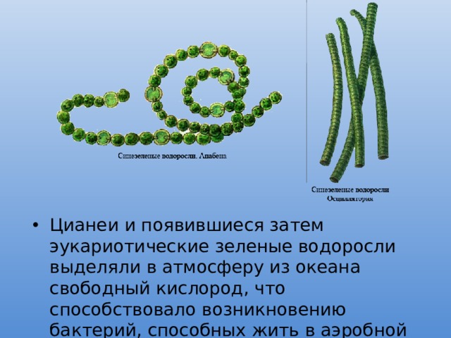 По какой причине водоросли выделены в особую. Нитчатые водоросли архейской эры. Архейская Эра водоросли. Сине зеленые водоросли архейской эры. Водоросли выделяют кислород.
