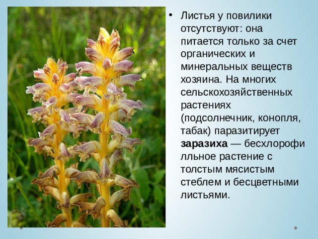Как выглядит растение заразиха