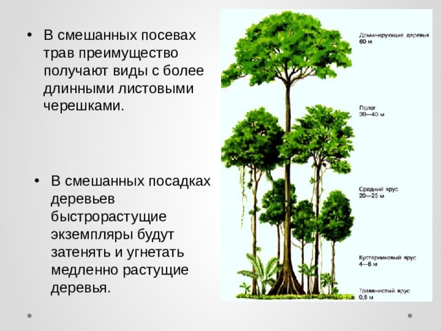 В смешанных посевах трав преимущество получают виды с более длинными листовыми черешками. В смешанных посадках деревьев быстрорастущие экземпляры будут затенять и угнетать медленно растущие деревья. 