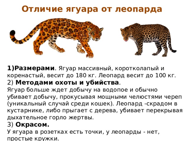Отличие ягуара от леопарда Размерами . Ягуар массивный, коротколапый и коренастый, весит до 180 кг. Леопард весит до 100 кг.  2) Методами охоты и убийства . Ягуар больше ждет добычу на водопое и обычно убивает добычу, прокусывая мощными челюстями череп (уникальный случай среди кошек). Леопард -скрадом в кустарнике, либо прыгает с дерева, убивает перекрывая дыхательное горло жертвы.   3) Окрасом. У ягуара в розетках есть точки, у леопарды - нет, простые кружки.   4) Ягуар любит и умеет плавать , леопард -нет.  