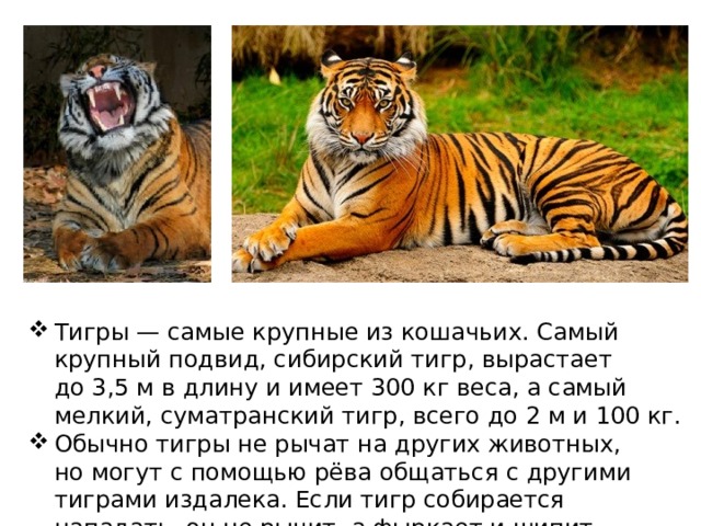 Тигры — самые крупные из кошачьих. Самый крупный подвид, сибирский тигр, вырастает до 3,5 м в длину и имеет 300 кг веса, а самый мелкий, суматранский тигр, всего до 2 м и 100 кг. Обычно тигры не рычат на других животных, но могут с помощью рёва общаться с другими тиграми издалека. Если тигр собирается нападать, он не рычит, а фыркает и шипит. 