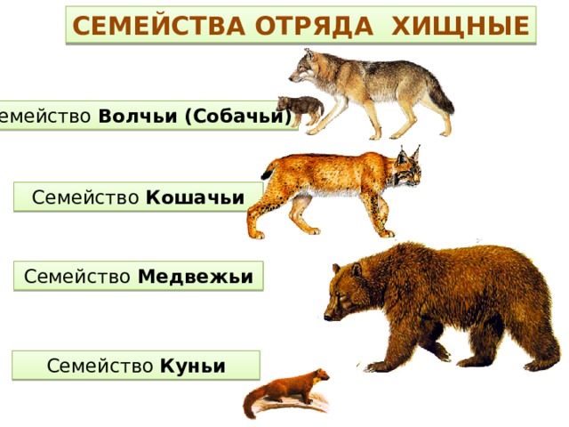 Представители хищных. Отряд Хищные семейство Волчьи. Семейство млекопитающих отряда хищных. Классификация отряда Хищные млекопитающие. Отряд Хищные представители таблица.