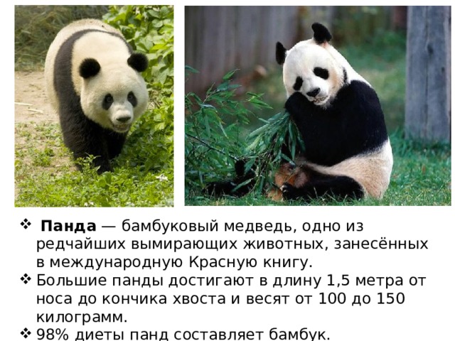   Панда — бамбуковый медведь, одно из редчайших вымирающих животных, занесённых в международную Красную книгу. Большие панды достигают в длину 1,5 метра от носа до кончика хвоста и весят от 100 до 150 килограмм. 98% диеты панд составляет бамбук. 