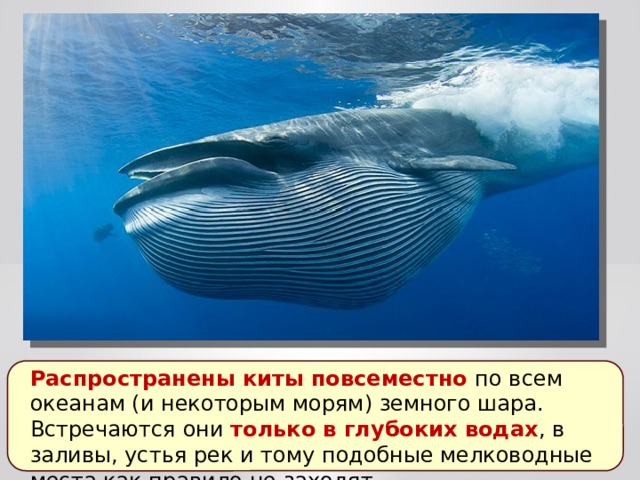 Распространены киты повсеместно по всем океанам (и некоторым морям) земного шара. Встречаются они только в глубоких водах , в заливы, устья рек и тому подобные мелководные места как правило не заходят. 