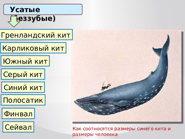 Усатые (беззубые) Гренландский кит Карликовый кит Южный кит Серый кит Синий кит Полосатик Финвал Сейвал Как соотносятся размеры синего кита и размеры человека 