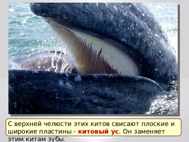 С верхней челюсти этих китов свисают плоские и широкие пластины - китовый ус . Он заменяет этим китам зубы . 