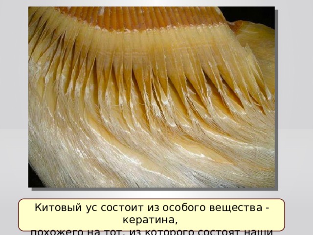 Китовый ус состоит из особого вещества - кератина, похожего на тот, из которого состоят наши ногти 